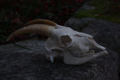 Small Goat Skull