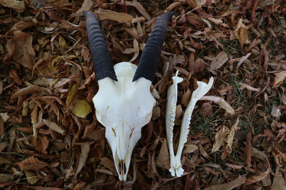 Medium Horned Boer Goat Skull