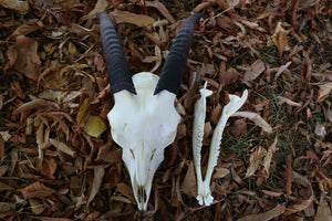 Medium Horned Boer Goat Skull