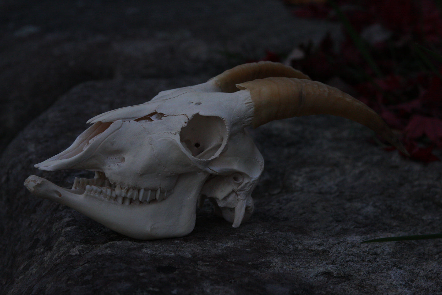 Small Goat Skull