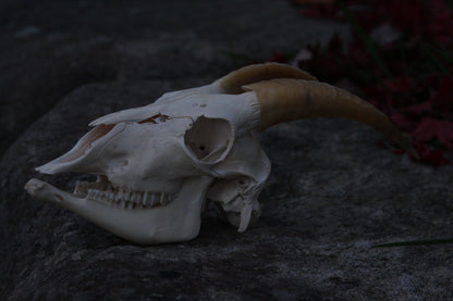 Small Goat Skull