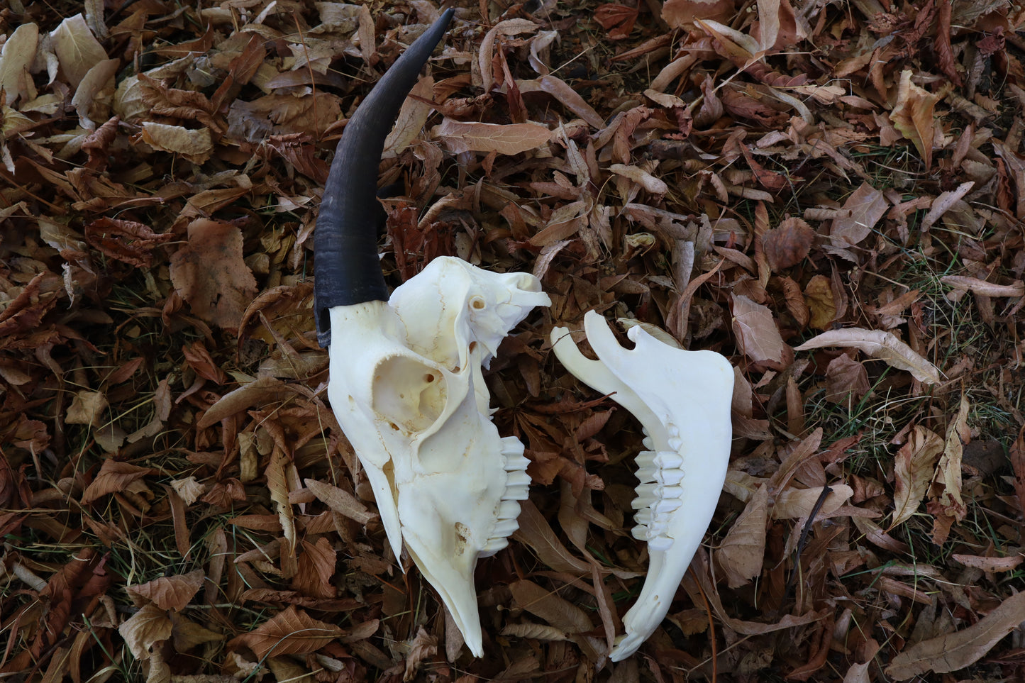 Medium Horned Boer Goat Skull