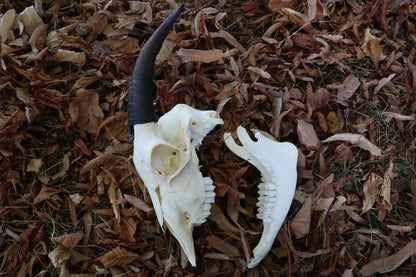 Medium Horned Boer Goat Skull