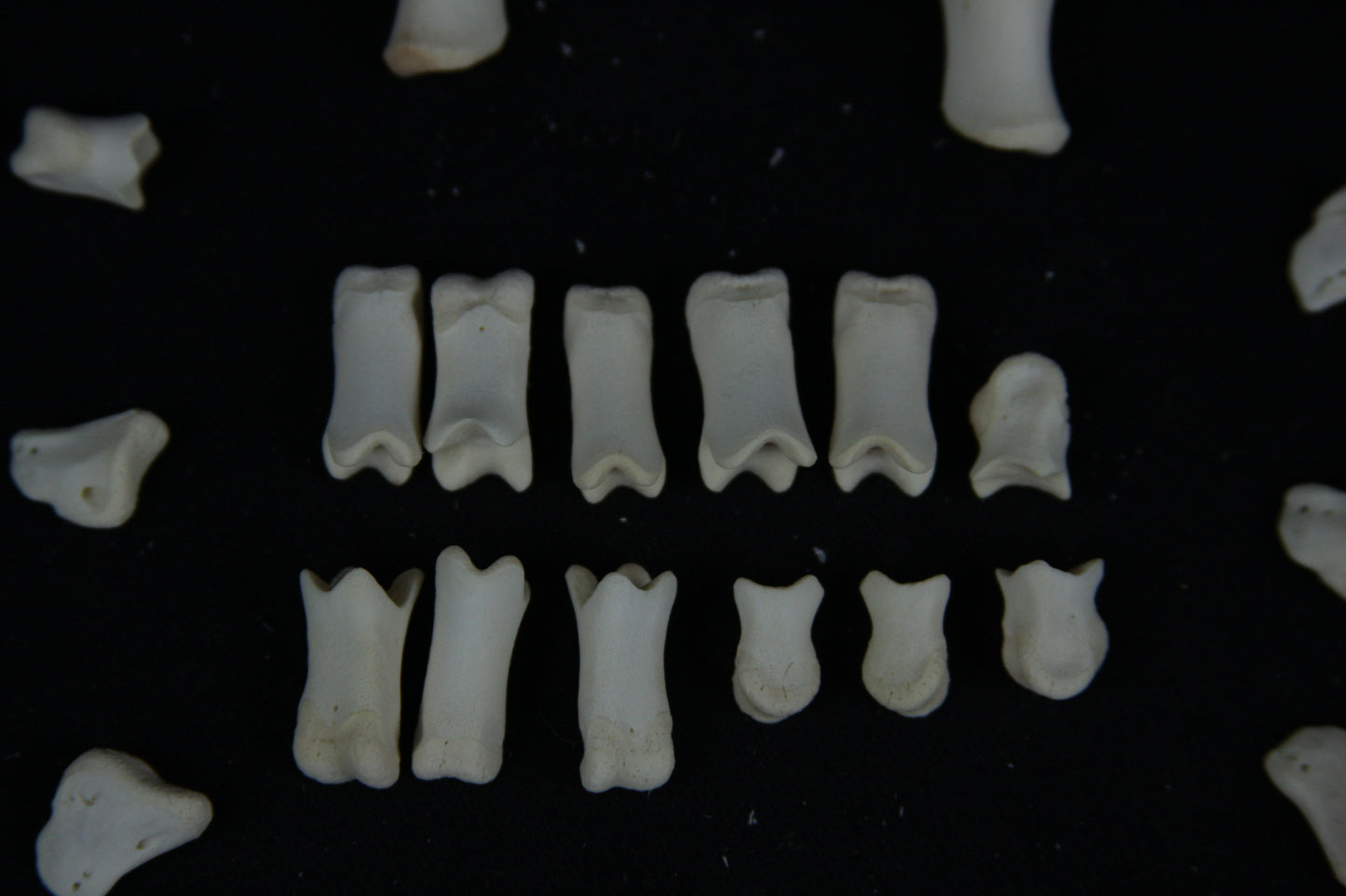 Stillborn Goat Phalanges