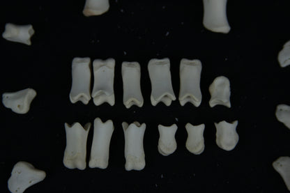 Stillborn Goat Phalanges