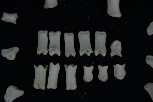 Stillborn Goat Phalanges