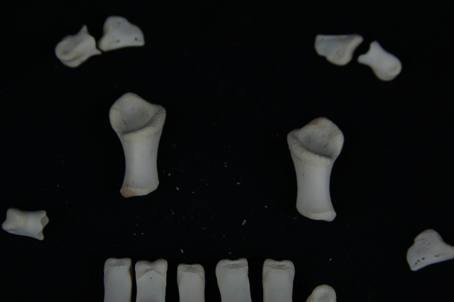 Stillborn Goat Phalanges
