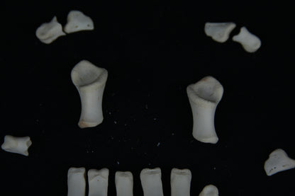 Stillborn Goat Phalanges