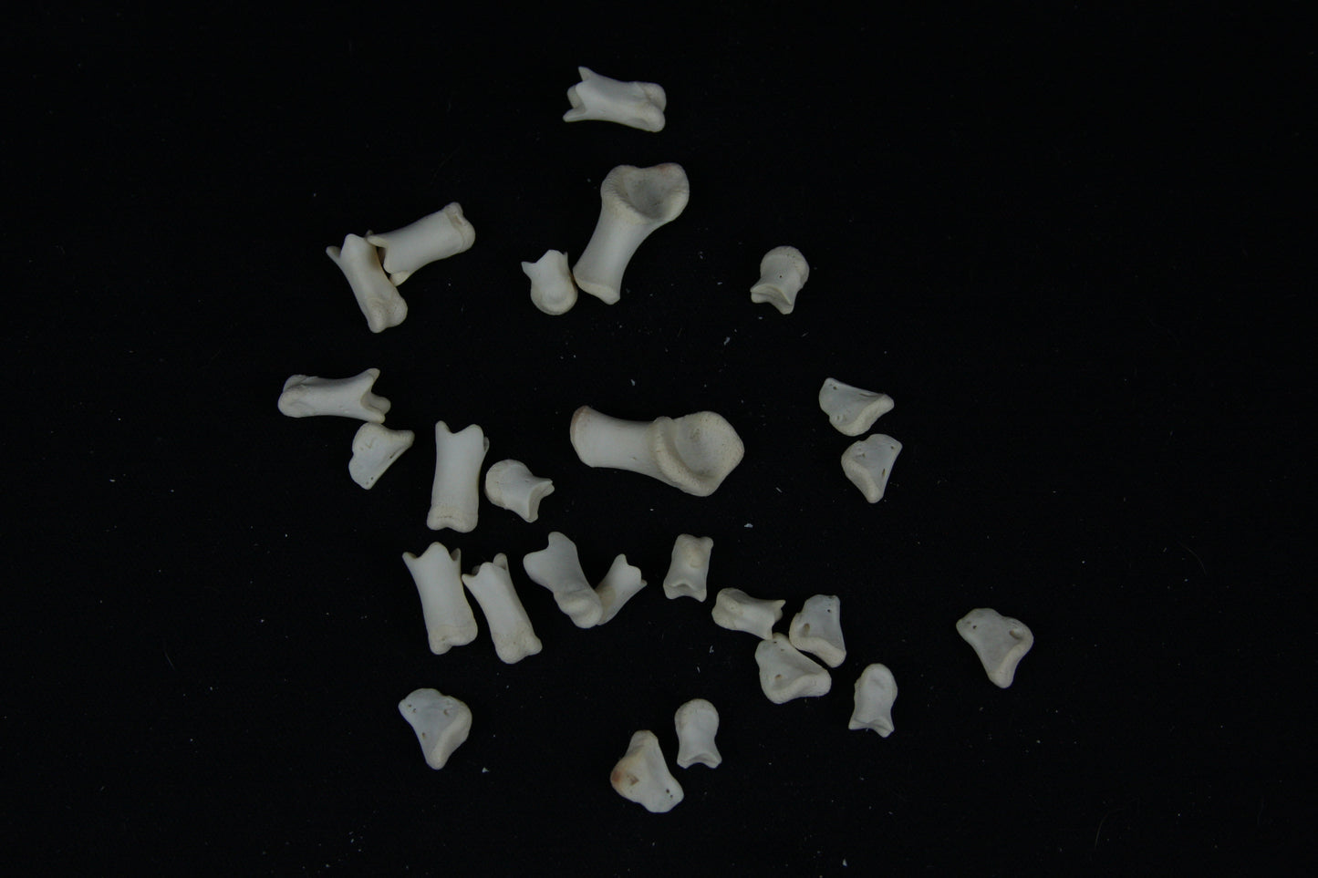 Stillborn Goat Phalanges