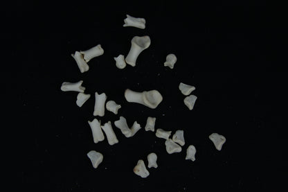 Stillborn Goat Phalanges
