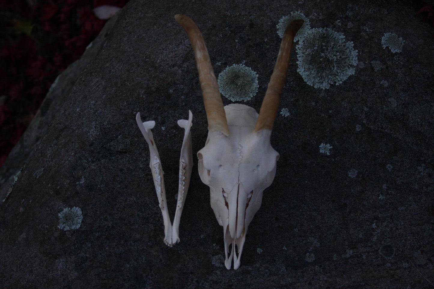 Small Goat Skull