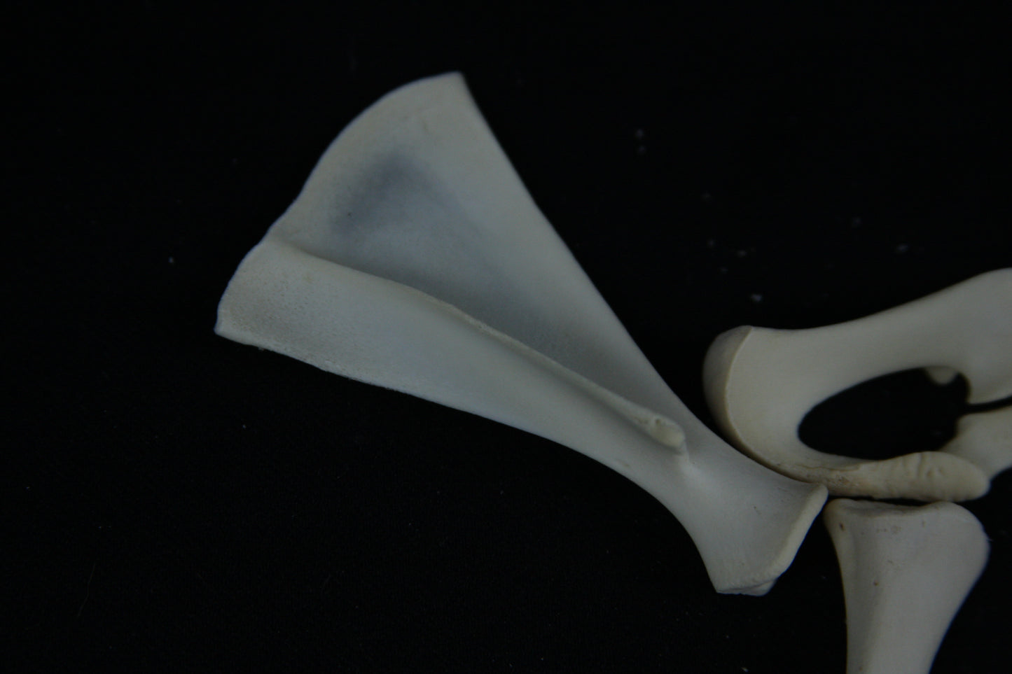 Stillborn Goat Scapula and Pelvis