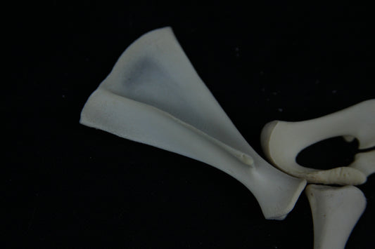 Stillborn Goat Scapula and Pelvis