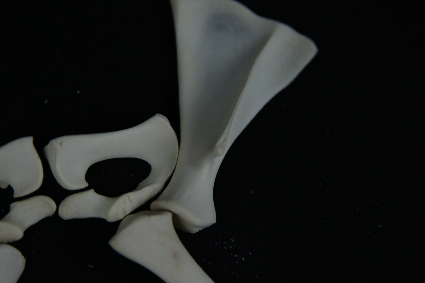 Stillborn Goat Scapula and Pelvis