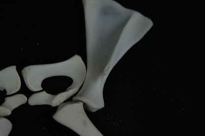 Stillborn Goat Scapula and Pelvis