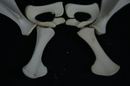 Stillborn Goat Scapula and Pelvis