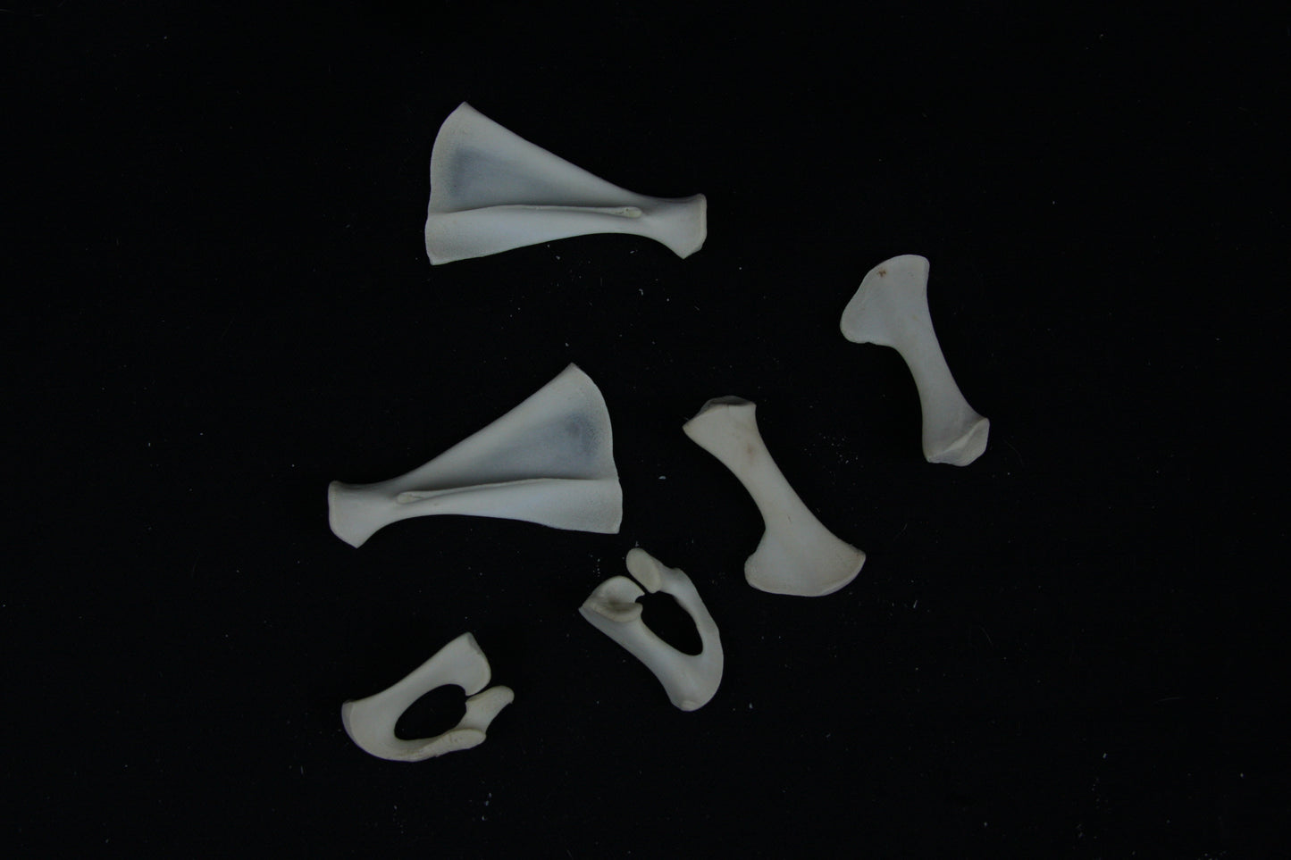 Stillborn Goat Scapula and Pelvis