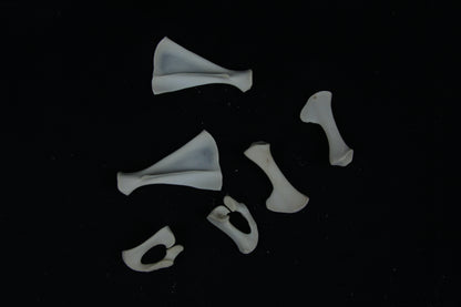 Stillborn Goat Scapula and Pelvis