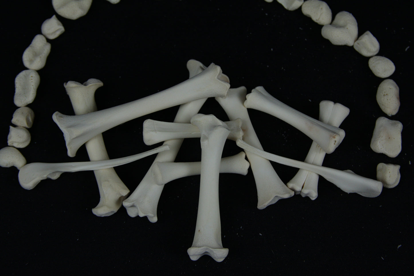 Stillborn Goat Leg Bones