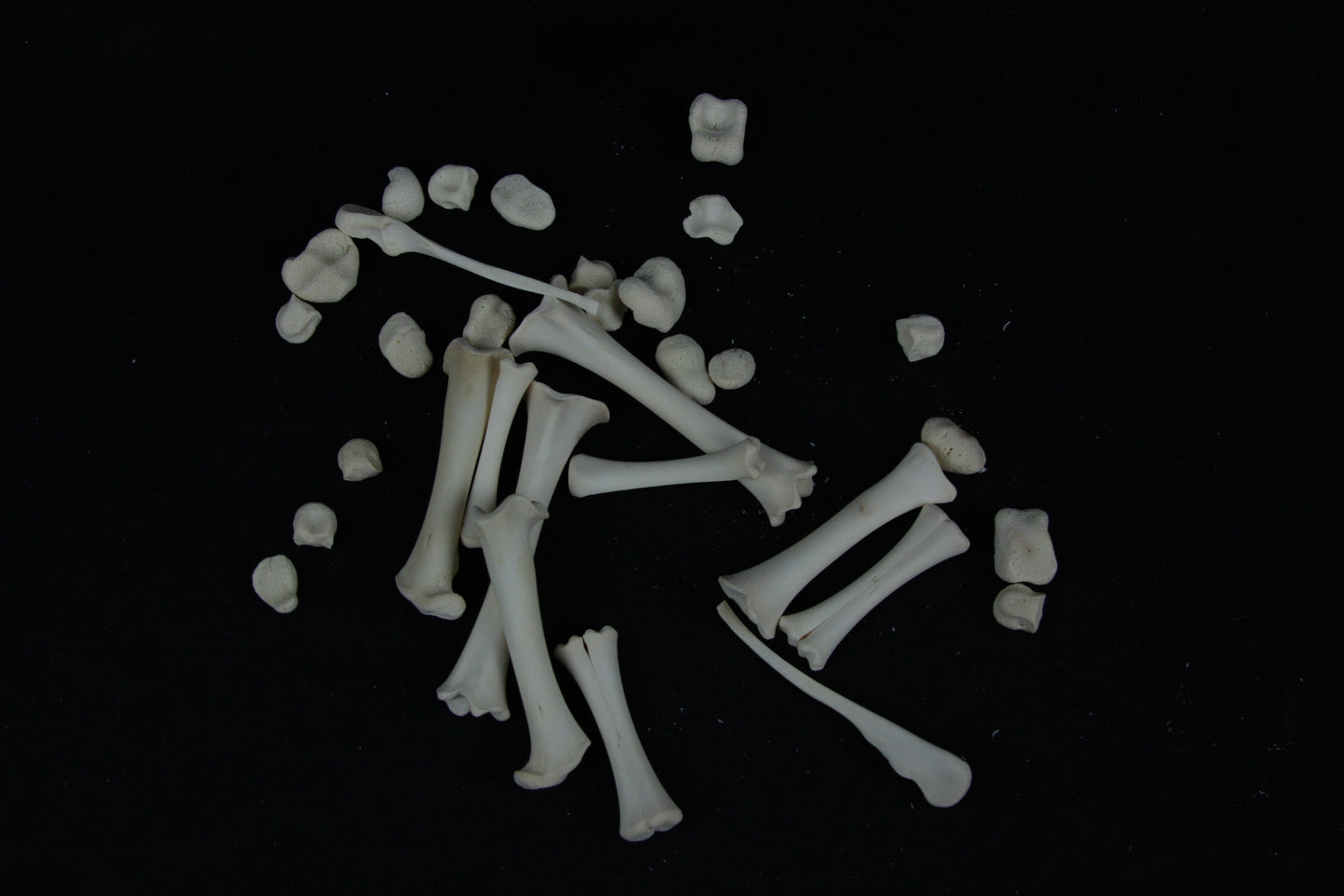 Stillborn Goat Leg Bones