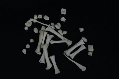 Stillborn Goat Leg Bones