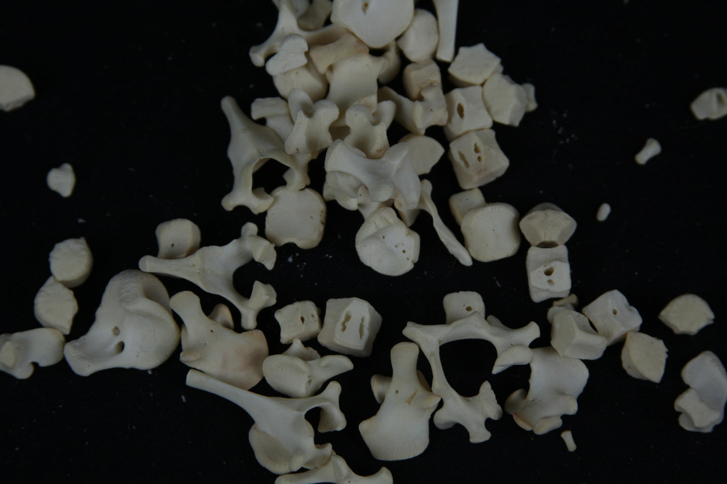 Stillborn Goat Vertebrae