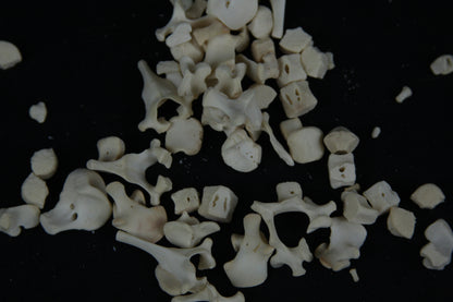 Stillborn Goat Vertebrae