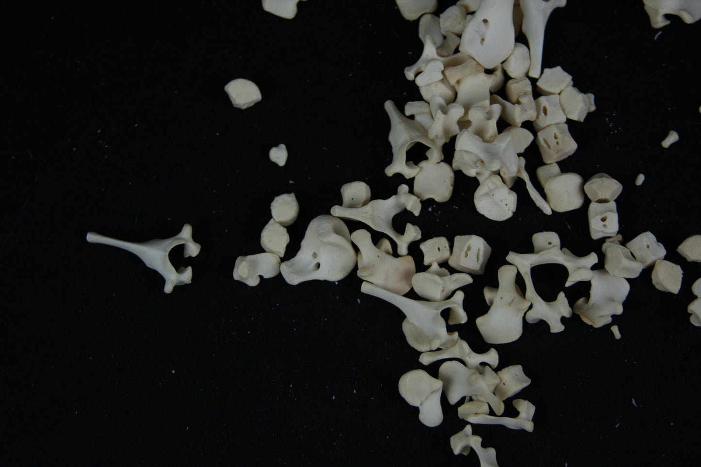 Stillborn Goat Vertebrae