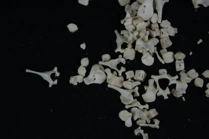 Stillborn Goat Vertebrae