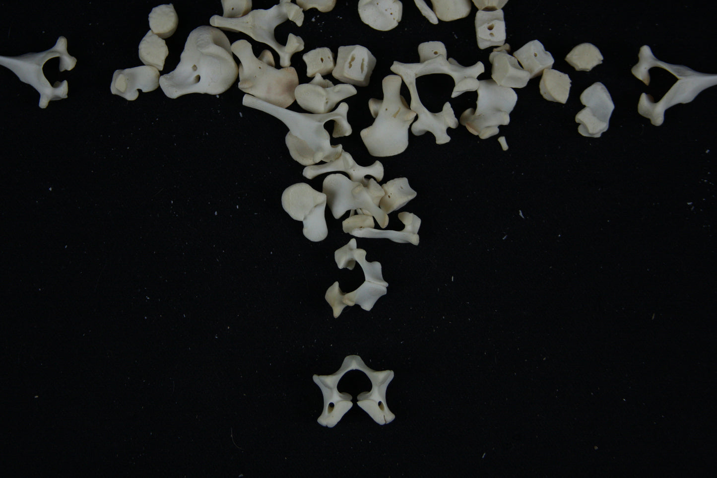 Stillborn Goat Vertebrae
