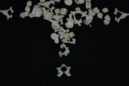 Stillborn Goat Vertebrae