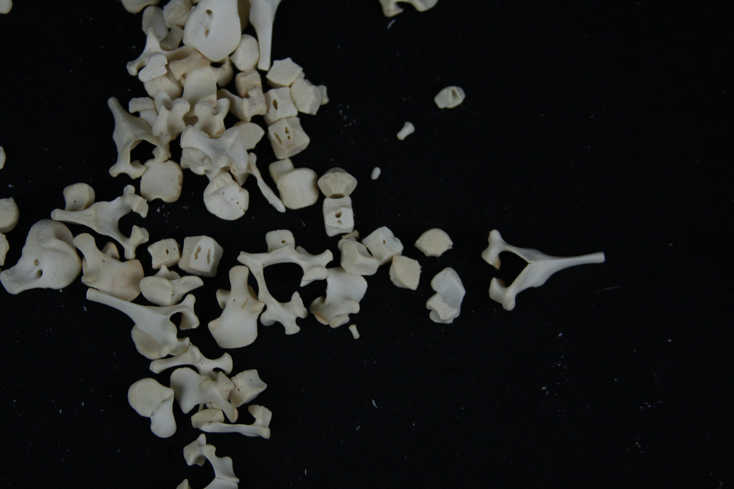 Stillborn Goat Vertebrae
