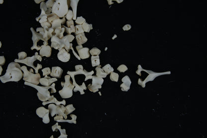 Stillborn Goat Vertebrae