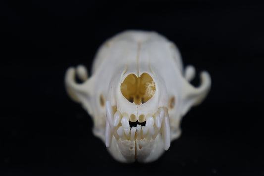 Damaged Red Fox Skull