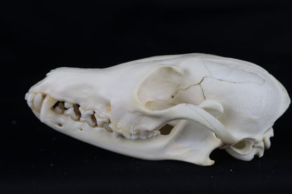 Damaged Red Fox Skull