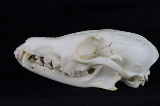 Damaged Red Fox Skull