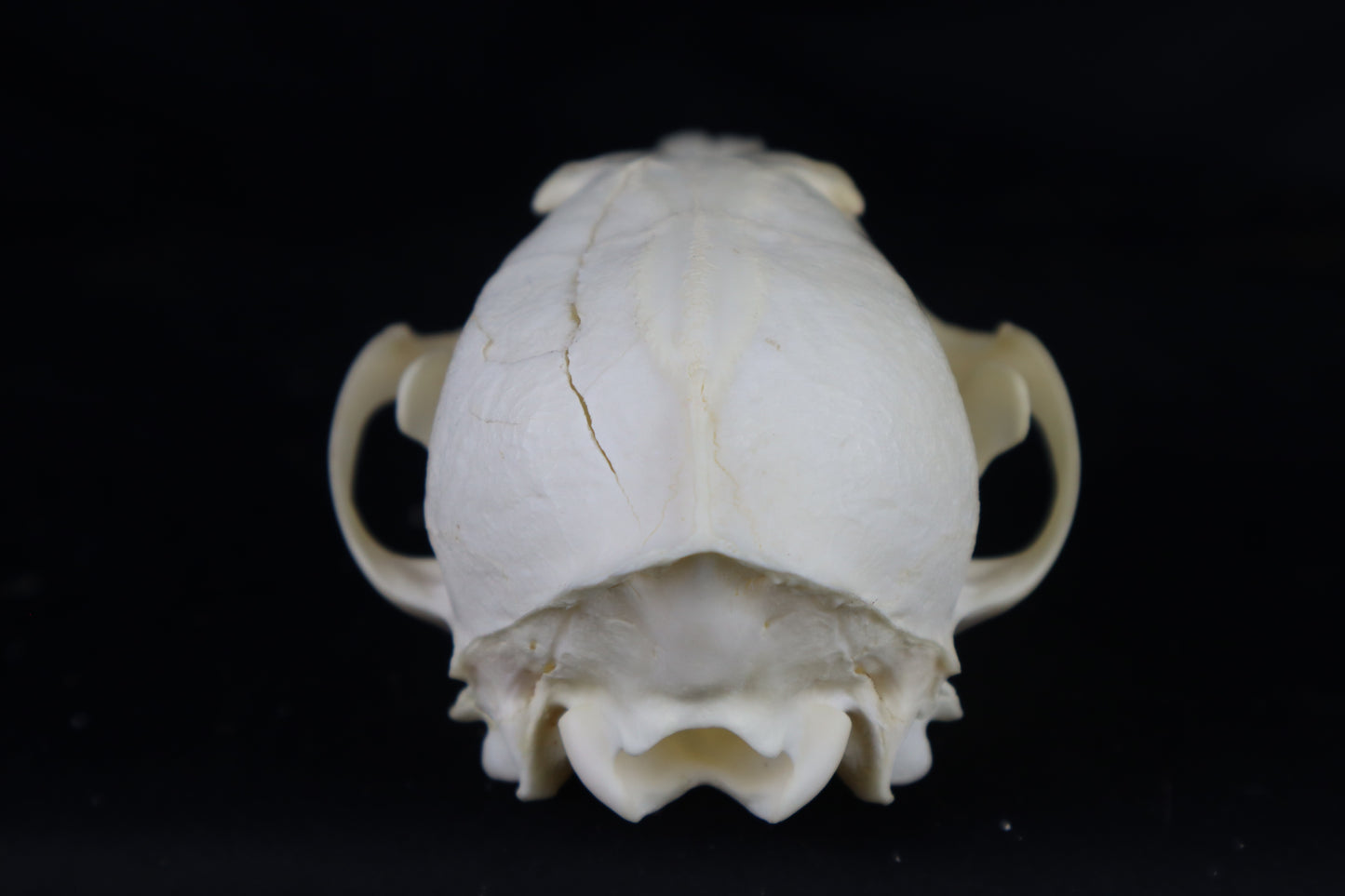 Damaged Red Fox Skull