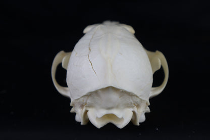 Damaged Red Fox Skull