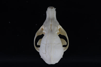Damaged Red Fox Skull
