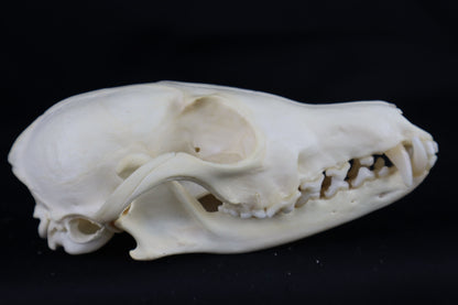 Damaged Red Fox Skull