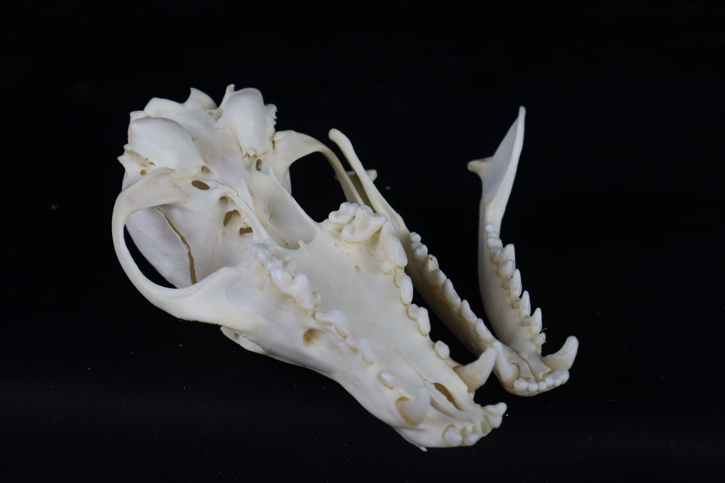 Damaged Red Fox Skull
