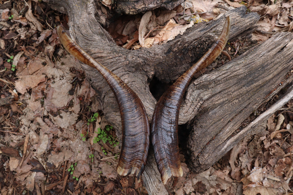 Goat Horns - Pair