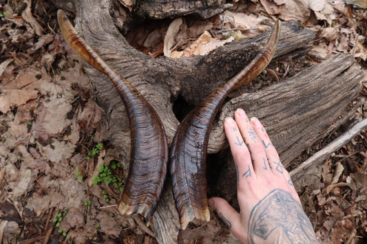 Goat Horns - Pair