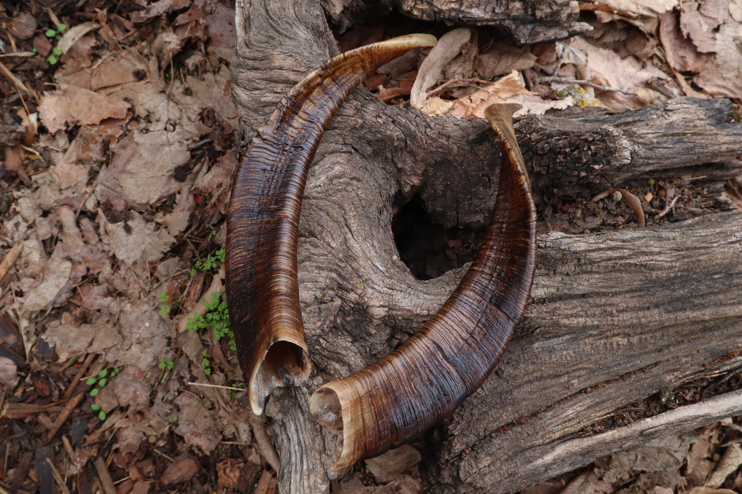 Goat Horns - Pair