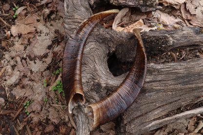 Goat Horns - Pair