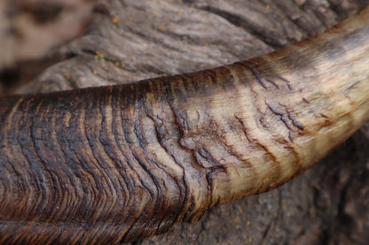 Goat Horns - Pair