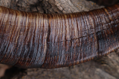 Goat Horns - Pair
