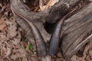 Goat Horns - Pair