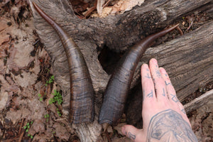 Goat Horns - Pair