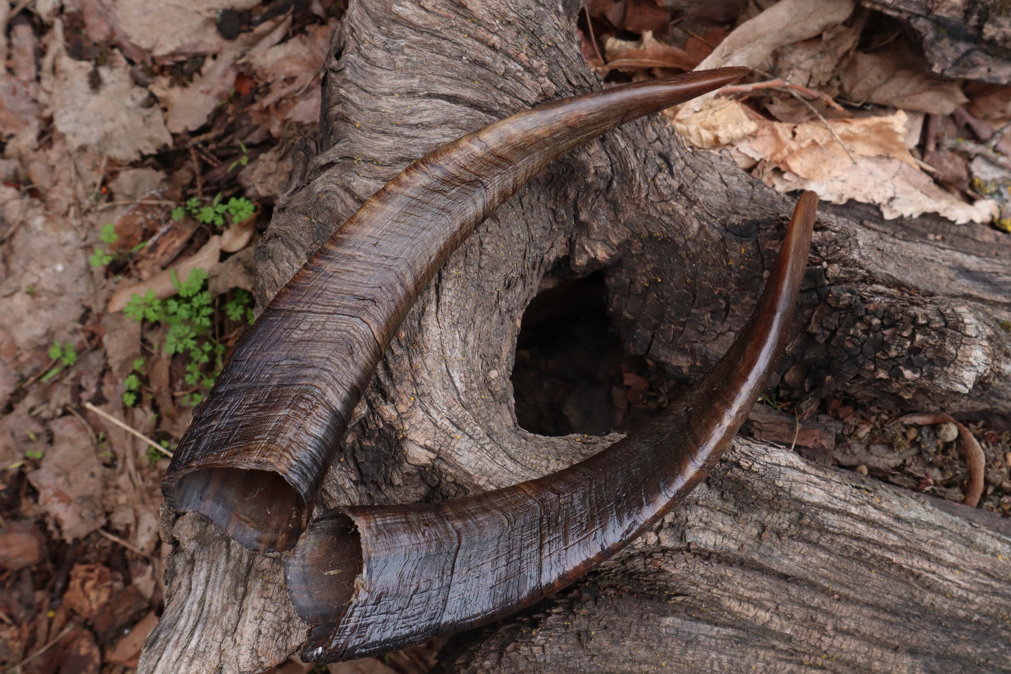 Goat Horns - Pair